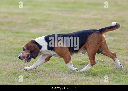 Basset Hound (Canis lupus familiaris). Pack di razza animale di cacciare lepri marrone (Lepus europaeus) nel campo. Foto Stock