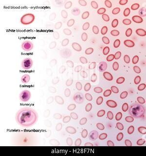 Cellule del sangue descrizioni di tipo Illustrazione Vettoriale
