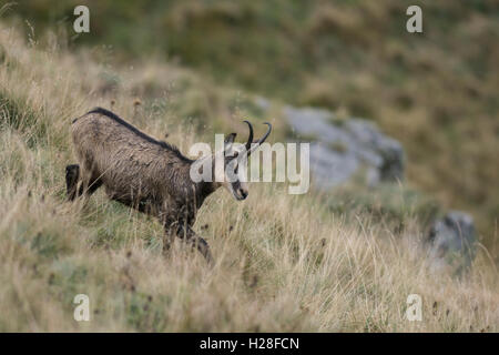 Camosci nelle montagne Vosges. Foto Stock