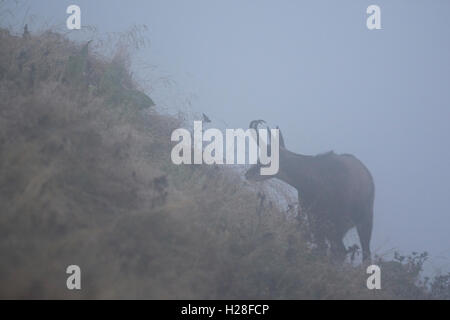 Camosci nelle montagne Vosges. Foto Stock