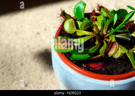 VENUS FLY TRAP (DIONAEA) con storditi VOLARE IN BOCCA DI IMPIANTO Foto Stock