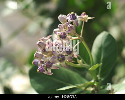 Blooming Calotropis gigantea o fiore a corona con foglie Foto Stock