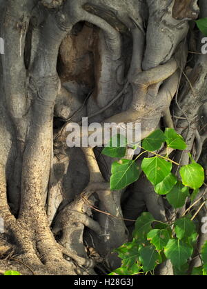 Closeup colpo di un sacro fig, bodhi tree, pippala tree, peepal tree o ashwattha albero o un ficus religiosa Foto Stock