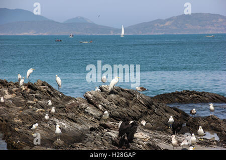 Aironi e gabbiani su una roccia sul mare di Cabo Frio, città nello stato di Rio de Janeiro in Brasile. Foto Stock