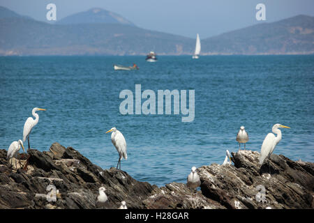 Garzetta su una roccia sul mare di Cabo Frio, città nello stato di Rio de Janeiro in Brasile. Foto Stock