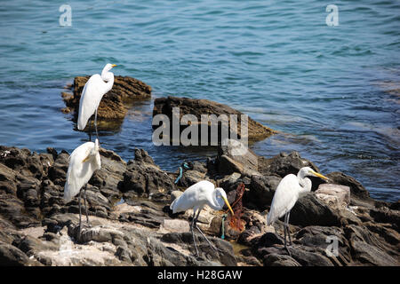 Garzetta su una roccia sul mare di Cabo Frio, città nello stato di Rio de Janeiro in Brasile. Foto Stock