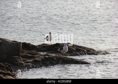 Gabbiani su una roccia sul mare di Cabo Frio, città nello stato di Rio de Janeiro in Brasile. Foto Stock