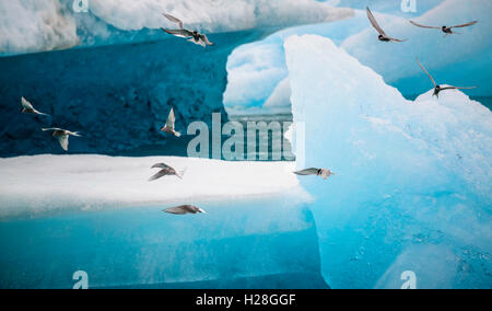 Laguna Jokilsarlon, Islanda Foto Stock