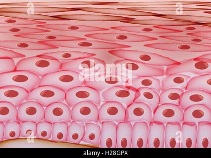 Le cellule della pelle, eczema, infiammato gli strati di pelle Illustrazione Vettoriale