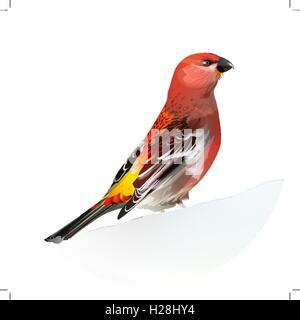 Uccello Rosso, Pine Grosbeak Illustrazione Vettoriale