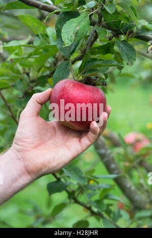 Malus domestica. Giardiniere picking Apple 'Charles Ross' dalla struttura ad albero Foto Stock