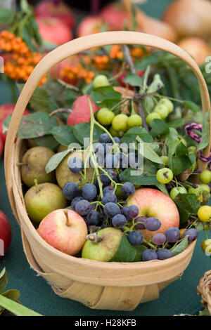 Raccolte la frutta e la verdura Foto Stock