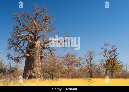 Enorme impianto di Baobab nella savana africana con cielo blu chiaro. Il Botswana, uno dei più interessanti travel destionation in Afric Foto Stock