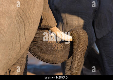 Close up e il ritratto di un enorme elefante africano con la proboscide sovrastante il brosmio. Wildlife Safari nel parco nazionale di Kruger, t Foto Stock