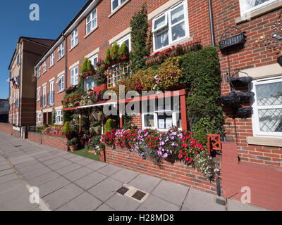 Terrazza case con flora display in Bloom, Albert Road, Southsea, Portsmouth, Hampshire, Inghilterra, Regno Unito Foto Stock