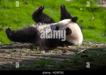 Panda gigante Bears giocano nel loro habitat a Bifengxia Panda nazionale di riserva nel Sichuan in Cina Foto Stock