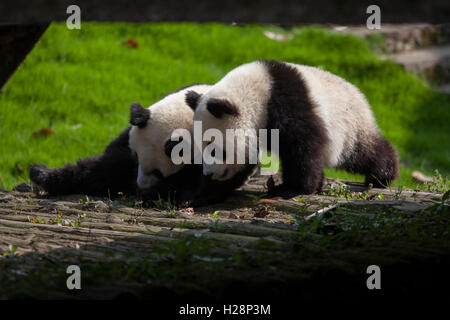 Due panda gigante Bears giocano nel loro habitat a Bifengxia Panda nazionale di riserva nel Sichuan in Cina Foto Stock