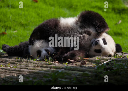 Due panda gigante Bears giocano nel loro habitat a Bifengxia Panda nazionale di riserva nel Sichuan in Cina Foto Stock