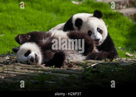 Due panda gigante Bears giocano nel loro habitat a Bifengxia Panda nazionale di riserva nel Sichuan in Cina Foto Stock