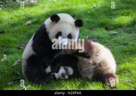 Due panda felice stanno giocando nel loro habitat a Bifengxia Panda riserva Sichuan in Cina Foto Stock