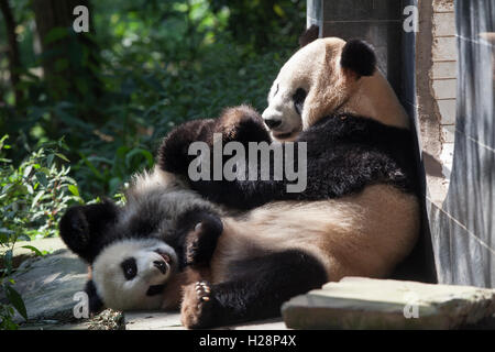 La madre e il bambino orso panda sta giocando al sole nel Bifengxia Panda Riserva, Sichuan, Ya'an, Cina Foto Stock