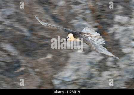 Barbuto Vulture / Lammergeier / Bartgeier ( Gypaetus barbatus ) in volo, panning shot, davanti a una ripida scarpa, fauna selvatica, Alpi svizzere, Europa. Foto Stock