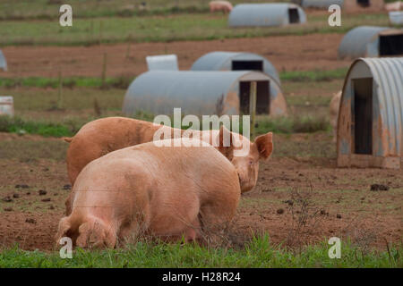 Scrofe da allevamento su unità freerange Foto Stock