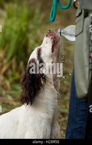 Cane di acqua potabile da una bottiglia Foto Stock