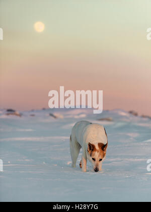 Cane in inverno Foto Stock