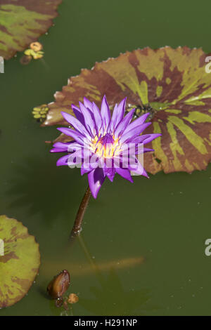Nymphaea Tanzanite, Viola giglio di acqua Foto Stock