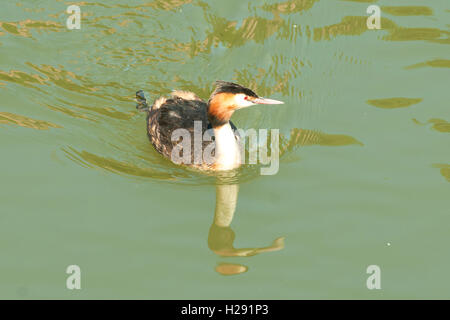 Svasso maggiore, Podiceps cristatus, fiume Pegnitz, Norimberga, Germania Foto Stock