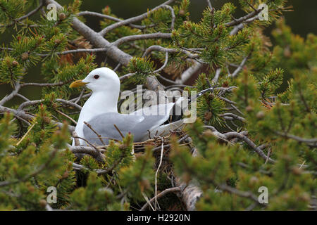 Gabbiano comune (Larus canus) seduta nel nido su pino mugo, Lapponia, Norvegia Foto Stock