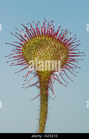 Round-lasciato o sundew comune (drosera rotundifolia) contro il cielo blu, Emsland, Bassa Sassonia, Germania Foto Stock