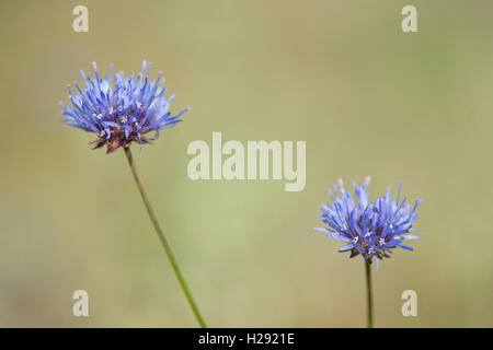 Pecora scabious bit (Jasione montana), Emsland, Bassa Sassonia, Germania Foto Stock