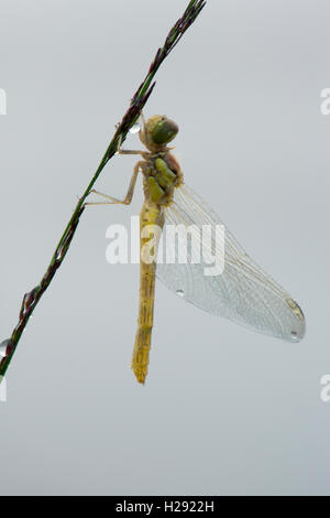 Appena schiuse vagrant darter (Sympetrum vulgatum) contro uno sfondo bianco, Emsland, Bassa Sassonia, Germania Foto Stock