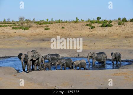 Bush africano Elefante africano (Loxodonta africana), allevamento a Somalisa Watering Hole, il Parco Nazionale di Hwange, Matabeleland North, Zimbabwe Foto Stock