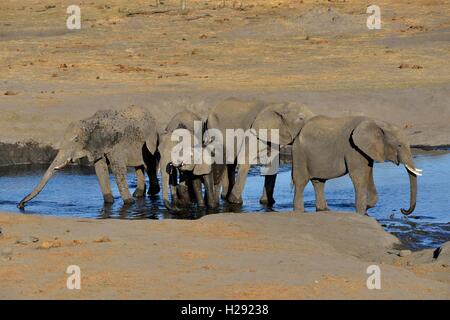 Bush africano Elefante africano (Loxodonta africana), un piccolo gregge a Somalisa Watering Hole, il Parco Nazionale di Hwange, Matabeleland North Foto Stock