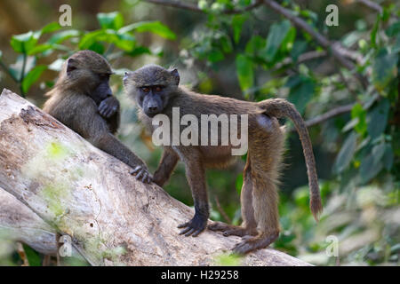 Anubi o babbuino oliva (papio anubis), il novellame sul tronco di albero, Lake Manyara National Park, Tanzania Foto Stock