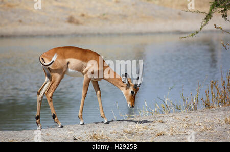 Impala (Aepyceros melampus), maschio dal fiume, Parco Nazionale di Tarangire e, Tanzania Foto Stock