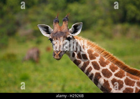 Maasai giraffe (Giraffa camelopardalis), ritratto, Parco Nazionale di Arusha, Tanzania Foto Stock