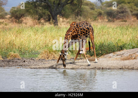 Giraffe (Giraffa camelopardalis), maschio per acqua potabile, Parco Nazionale di Tarangire e, Tanzania Foto Stock