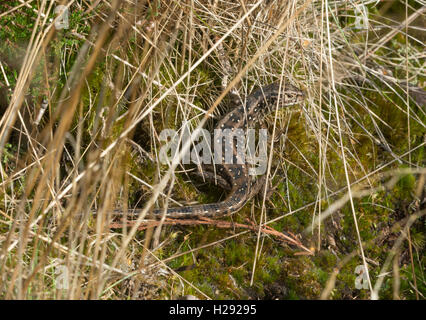 Sabbia femmina lizard (Lacerta agilis) nel Surrey brughiera di habitat in Inghilterra Foto Stock