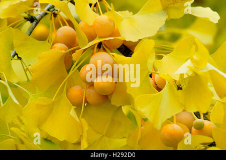 Il ginkgo (Ginkgo biloba) ramo con frutti maturi, Nord Reno-Westfalia, Germania Foto Stock