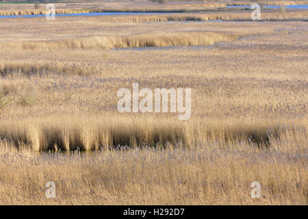 Ance comune (Phragmites australis), Kleipütten von Hauen riserva naturale, Greetsiel, Mare del Nord, Bassa Sassonia, Germania Foto Stock