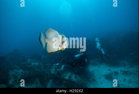 Gruppo di subacquei esplorare fondali con grande pesce piatto sul primo piano. La vita subacquea con splendide rocce coralline e Foto Stock