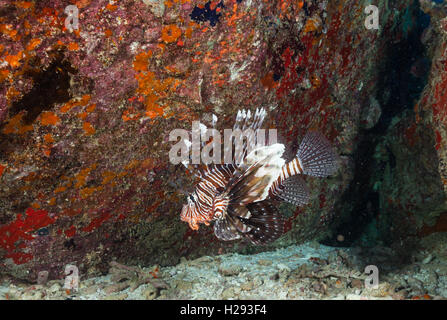 Pesce leone, pterois volitans che scorre accanto alla barriera corallina Foto Stock