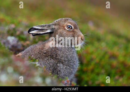 Mountain lepre (Lepus timidus), Scotland, Regno Unito Foto Stock