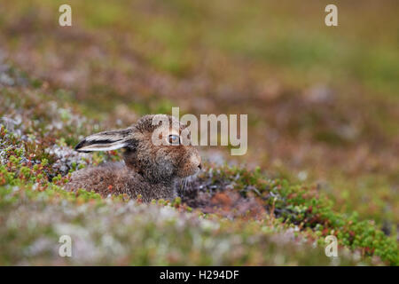 Mountain lepre (Lepus timidus), Scotland, Regno Unito Foto Stock