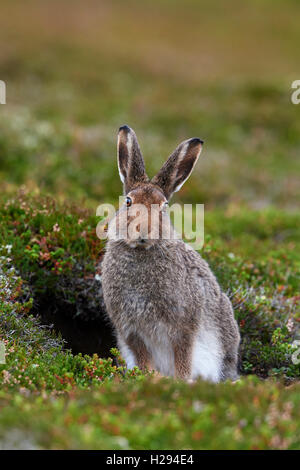 Mountain lepre (Lepus timidus), Scotland, Regno Unito Foto Stock