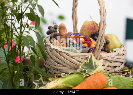 La frutta raccolta in un cestello Foto Stock